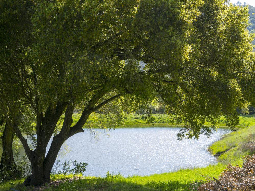 Rustridge Ranch & Winery Bed and Breakfast St. Helena Buitenkant foto